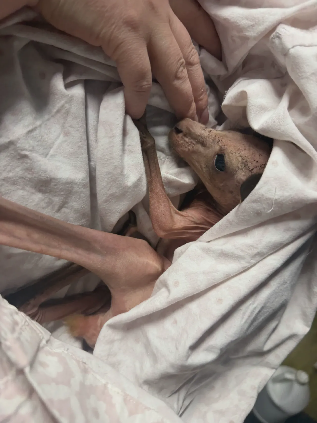 Alexander, an Eastern Grey kangaroo joey now in care.