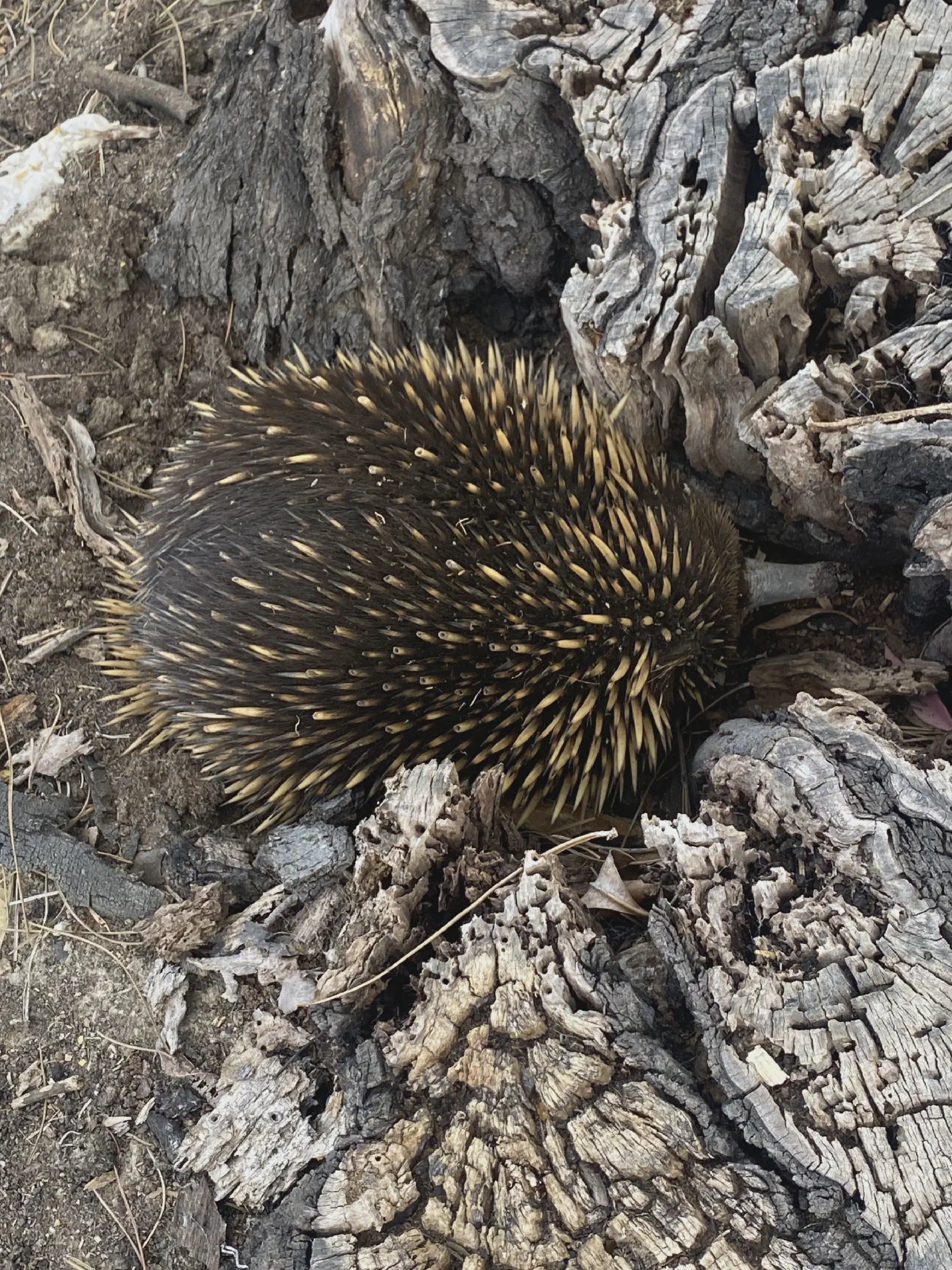 A displaced echidna roaming the suburban streets of Ballarat.