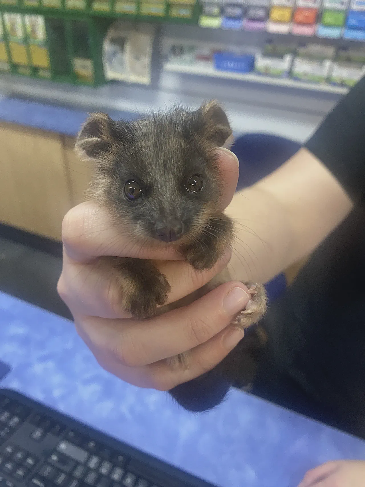 A ringtail possum joey we named Francis.