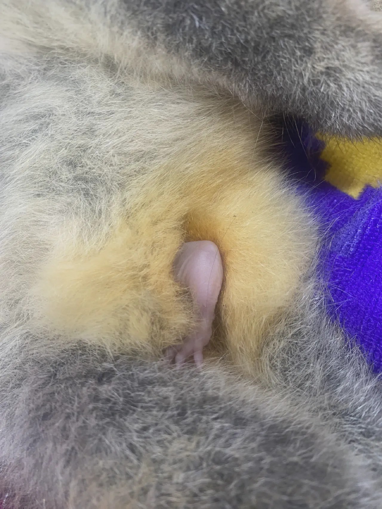 Another ringtail possum joey that sadly couldn&rsquo;t survive without Mum.