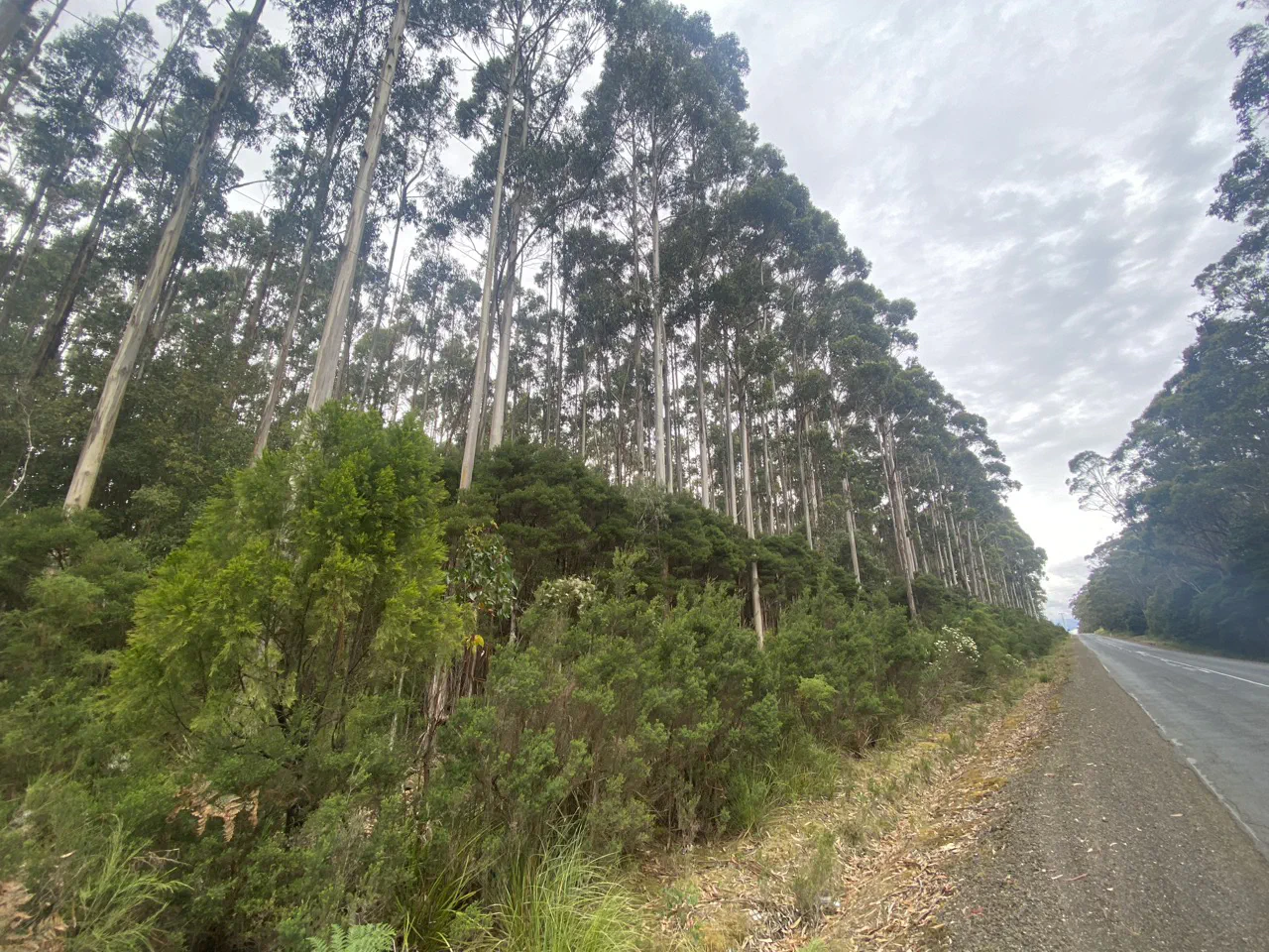 Beautiful big trees