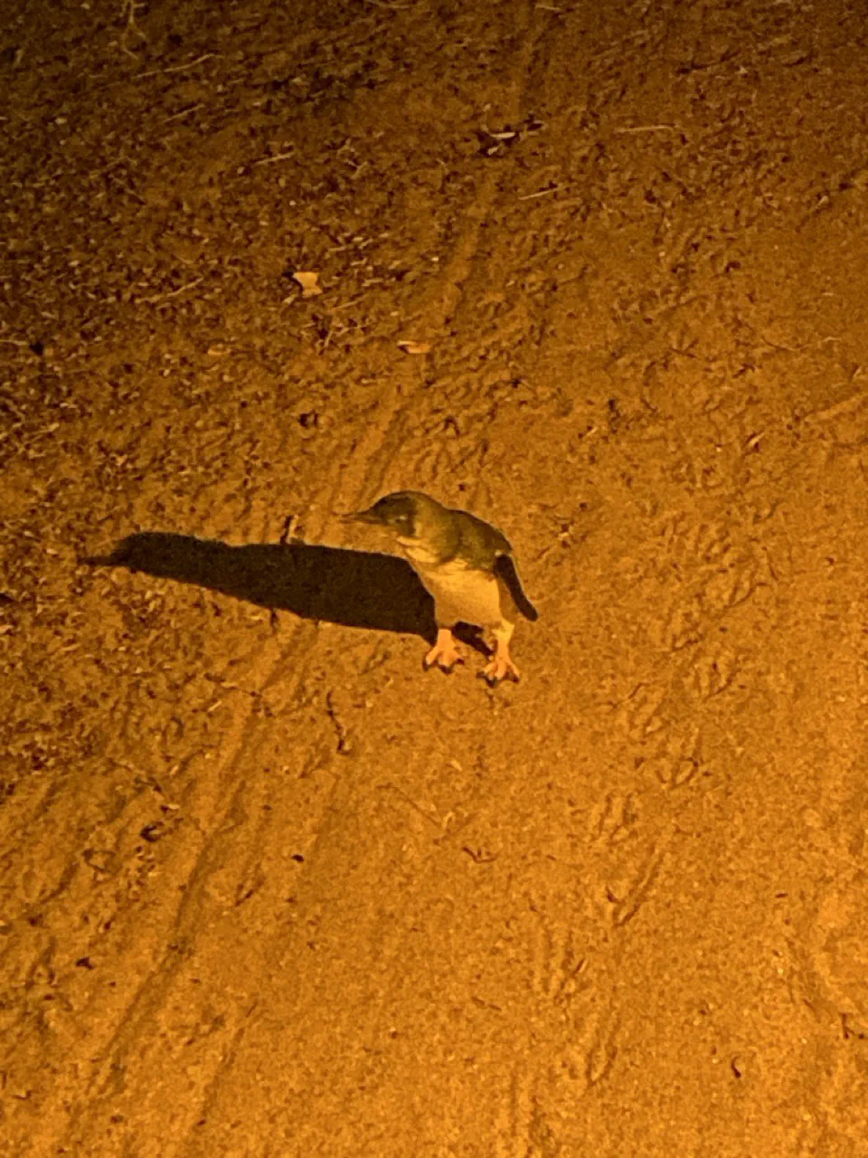 A penguin in the muted lamps at Low Head