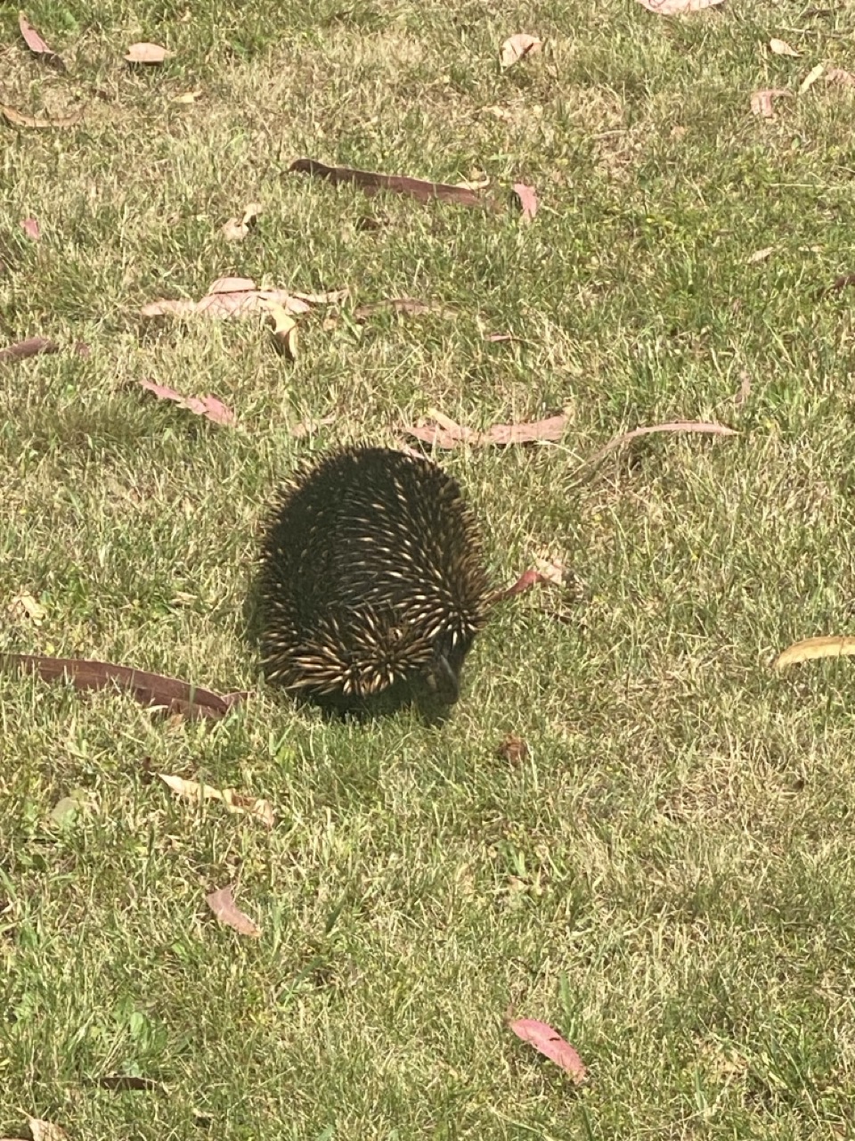 Echidna at the gate to Pipers Brook Winery